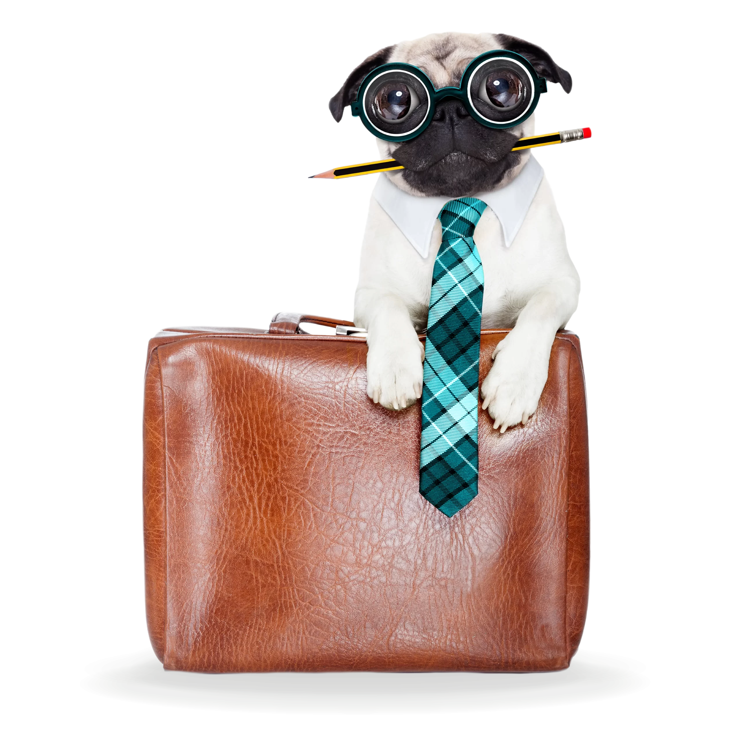 a white pug dog wearing glasses and a tie holds a pencil in its mouth and rests on a brown briefcase