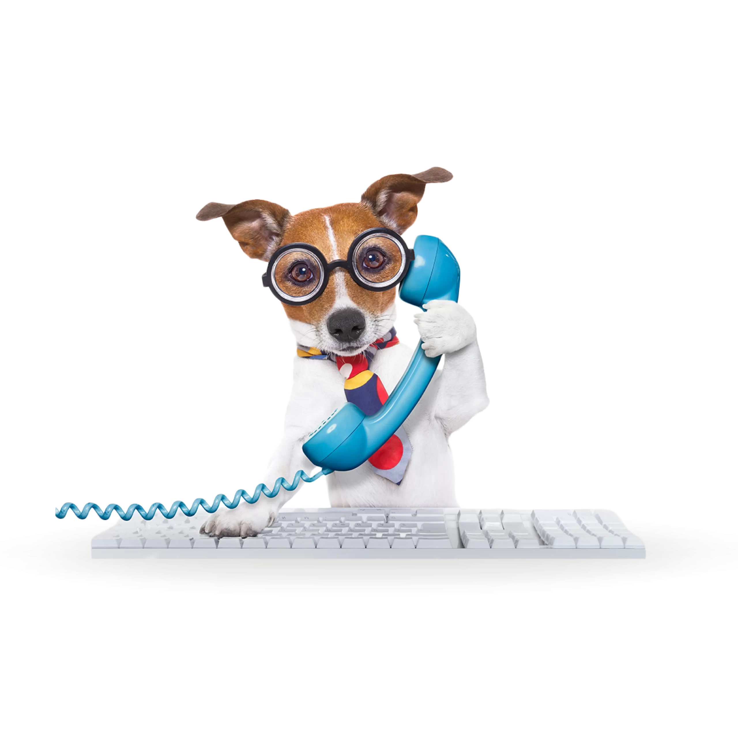 a brown and white dog wearing glasses and a tie holds a corded phone and types on a keyboard