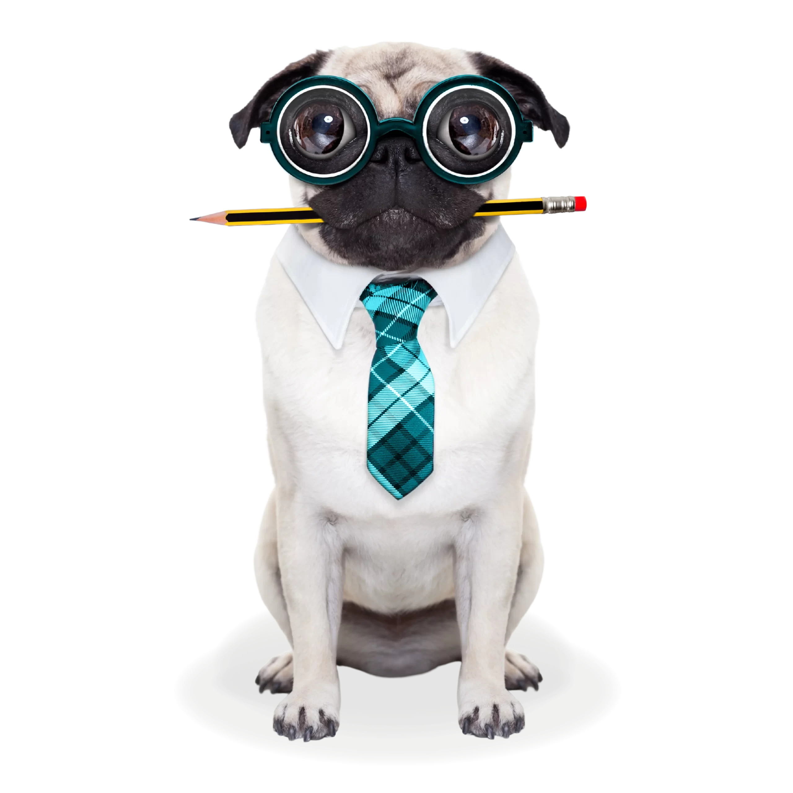 a white pug dog wearing glasses and a tie holds a pencil in its mouth