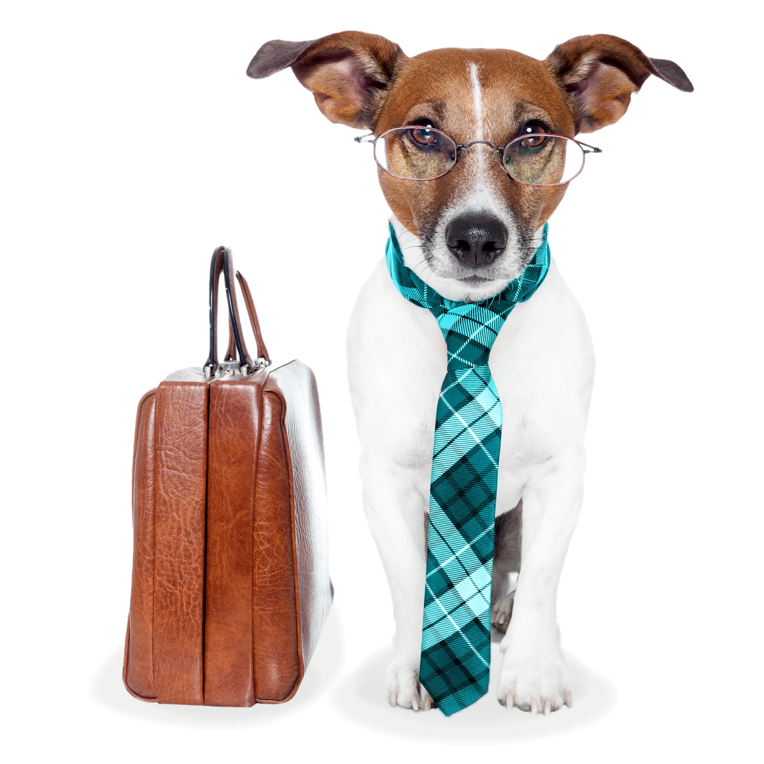 a brown and white dog wearing rimless glasses and a tie sits next to a brown briefcase