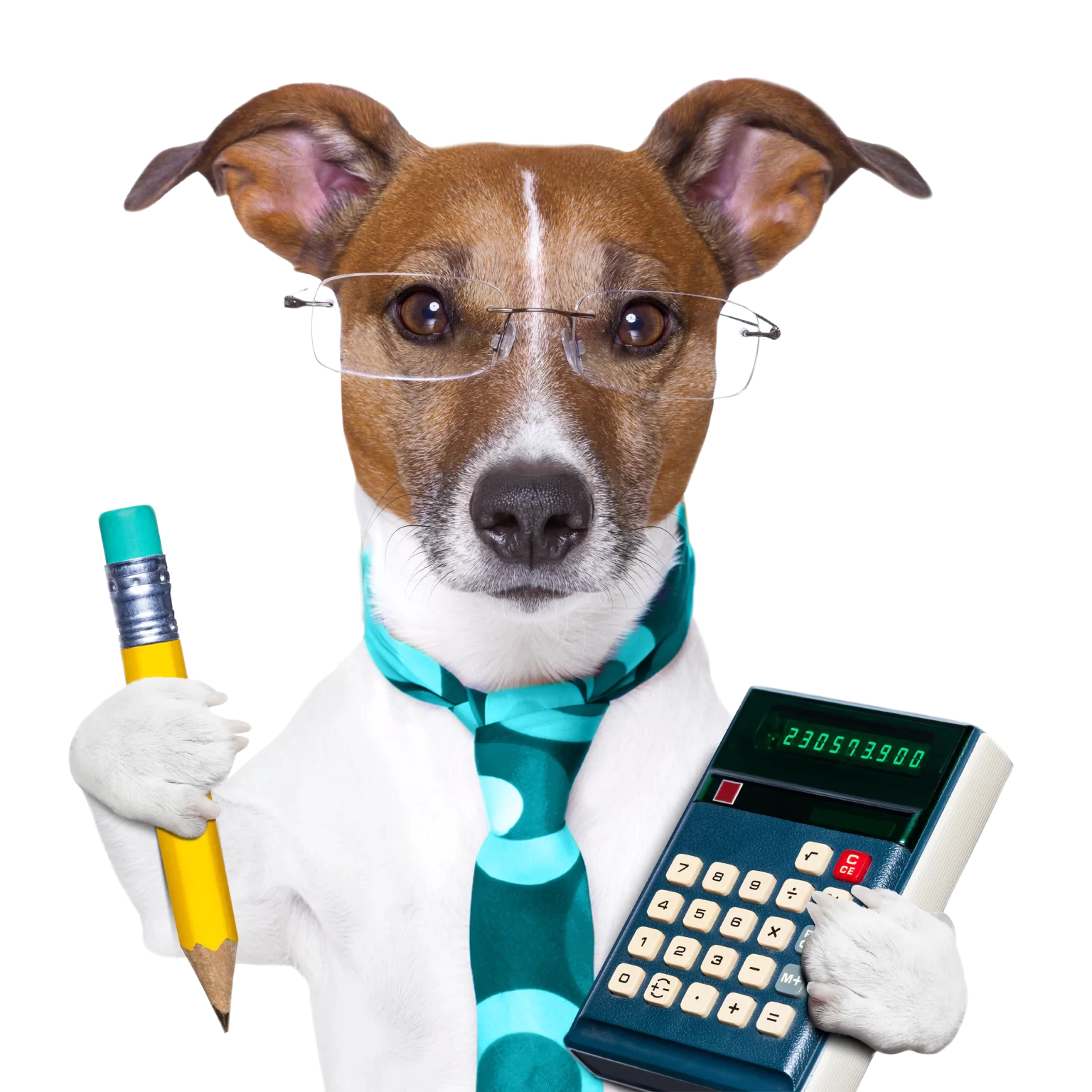a brown and white dog wearing rimless glasses holding a pencil and a calculator