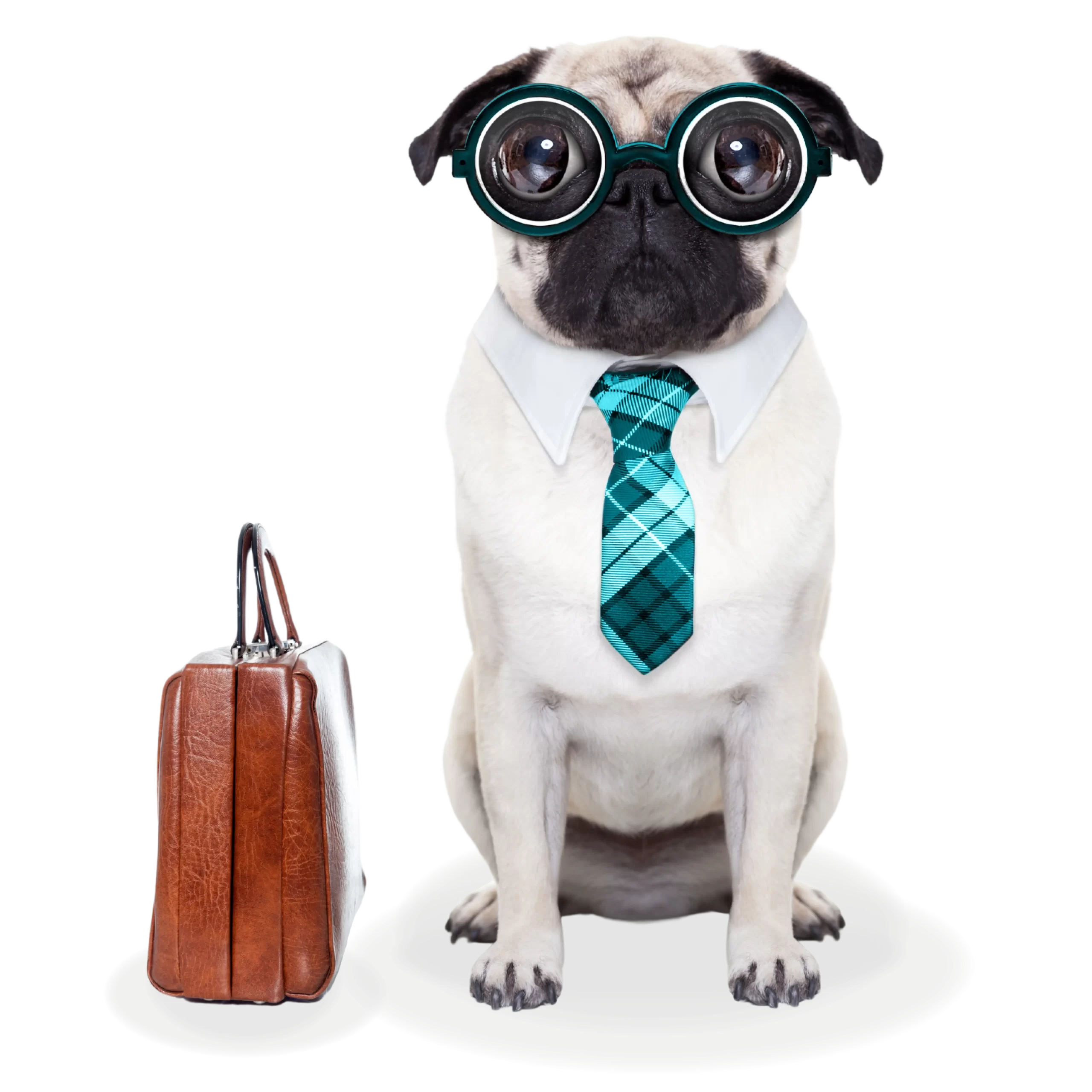 a white pug dog wearing glasses and a tie sits next to a brown briefcase