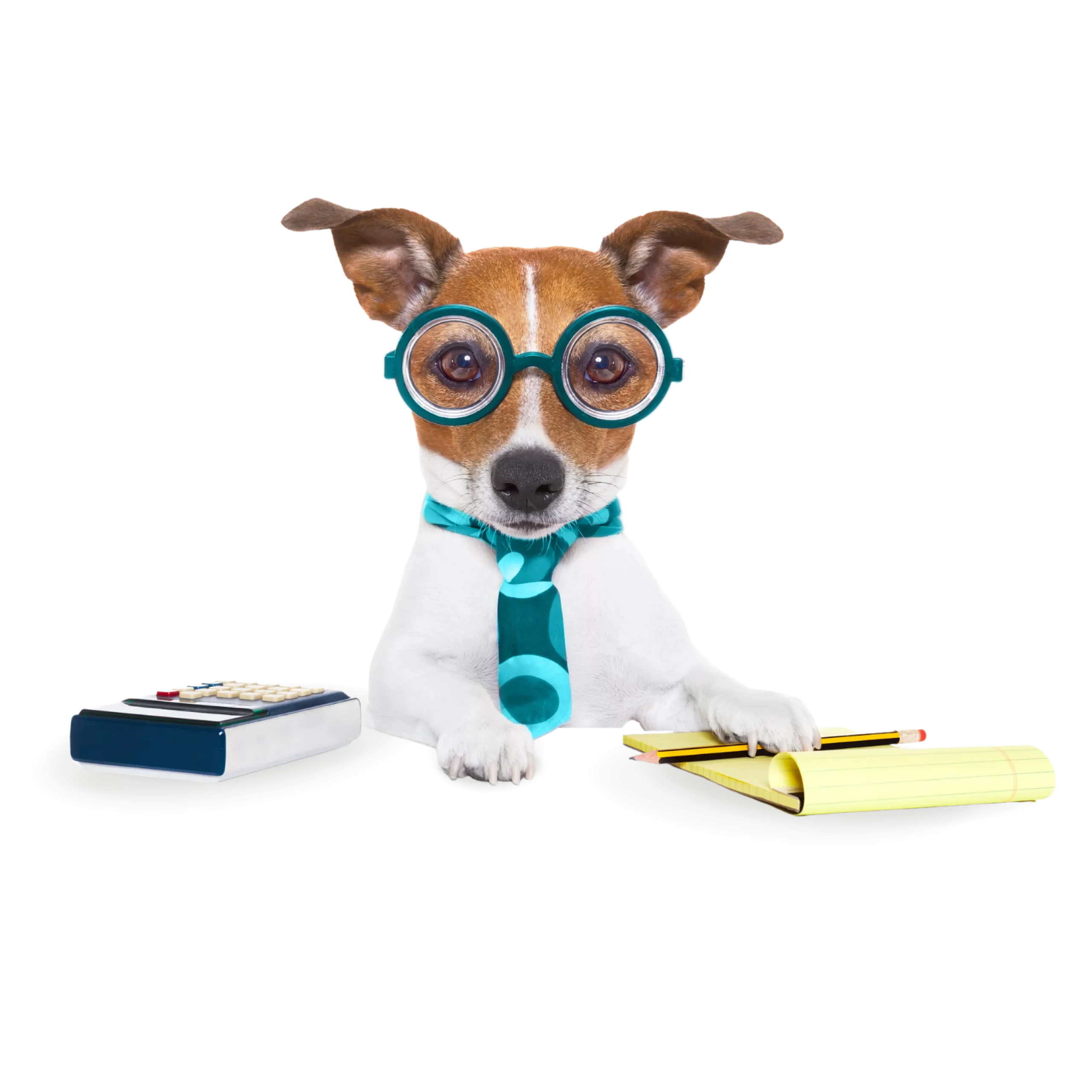 a brown and white dog wearing glasses and a tie sits in front of a notebook and calculator
