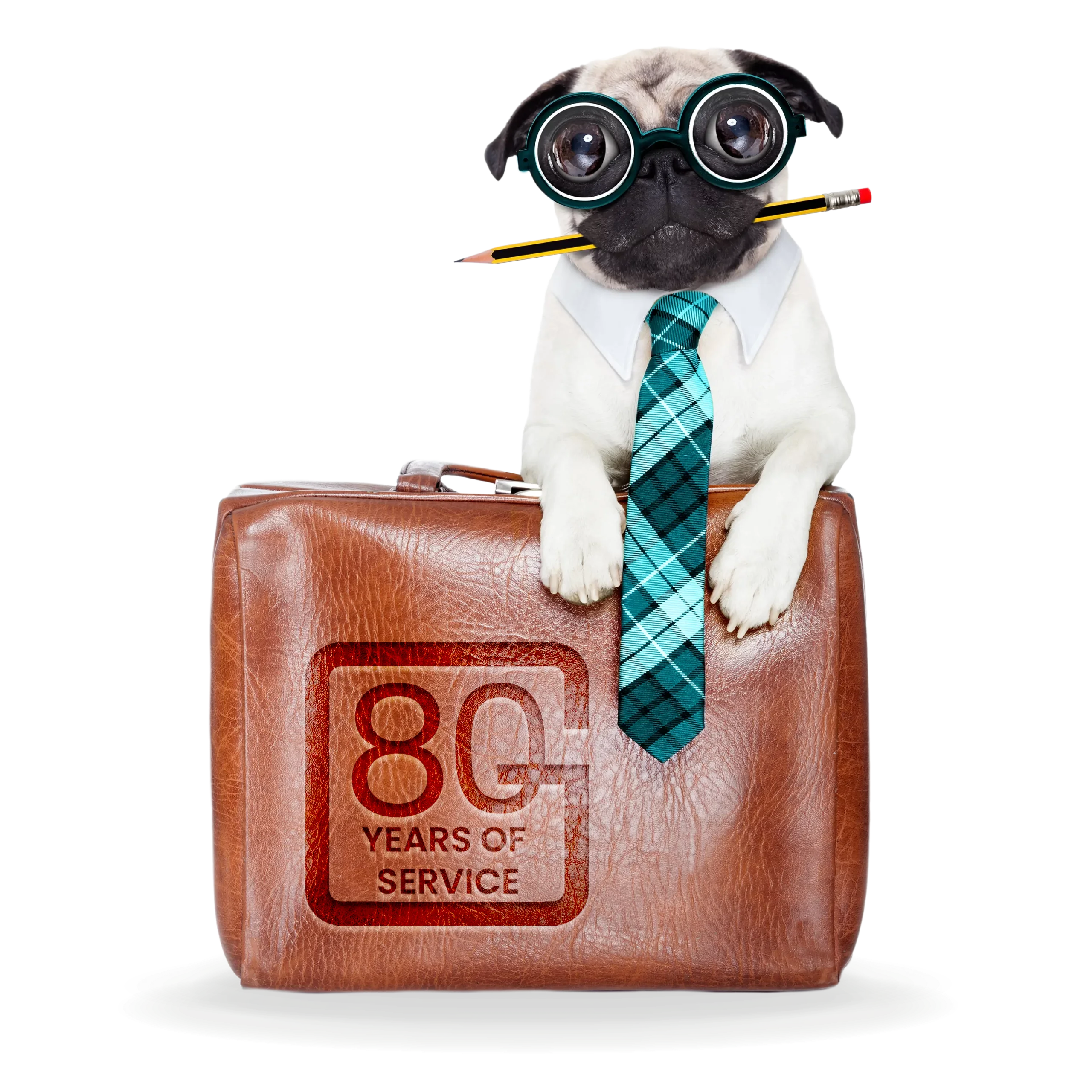 a white pug dog wearing glasses and a tie holds a pencil in its mouth and rests on a brown briefcase saying 80 years of service